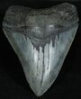 Inch Black Georgia Megalodon Tooth #2334-1